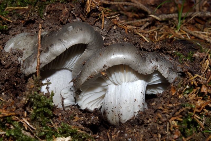 Finalmente li ho trovati.